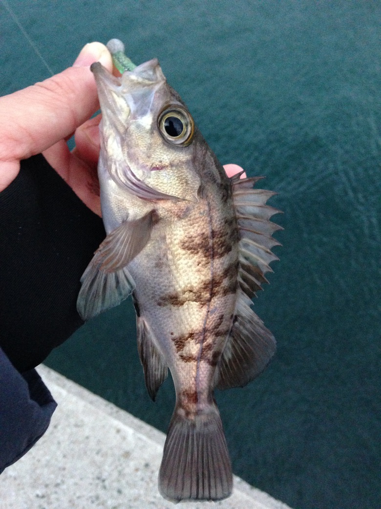 メバル 沖縄ルアーfishing 釣りのりょう坊