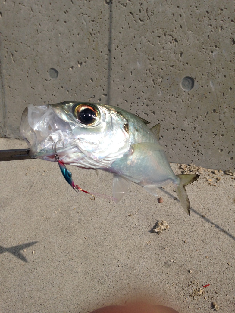メアジ 沖縄ルアーfishing 釣りのりょう坊