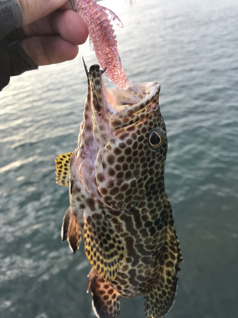 イシミー狙いの外道がオニヒラ 沖縄ルアーfishing 釣りのりょう坊