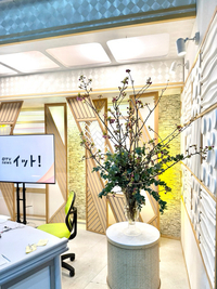OTV Live news イット！！八重桜だっちゅーの！！2分咲き！！。。。