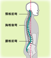 背骨をしっかり動かせられることも、肩こりや背中の痛み、首の痛みをコントロールするのに必要