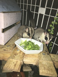 仲良し(´︶`艸)♡ 2018/12/15 16:21:08