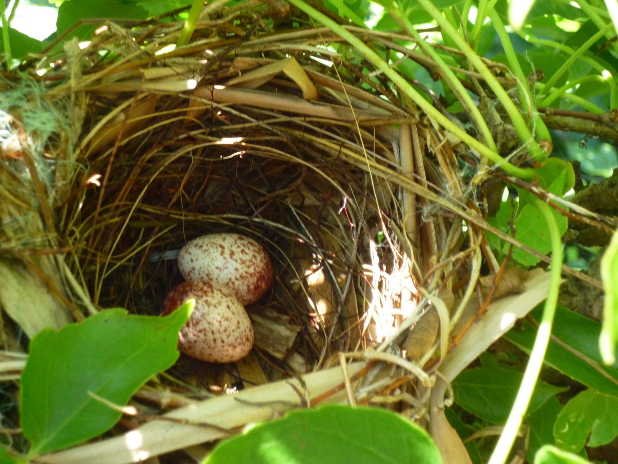ヒヨドリの巣 鳥の子育てに学べ どぅーちゅいむぬぃ ひとりごと ヒヨドリの巣 鳥の子育てに学べ どぅーちゅいむぬぃ ひとりごと