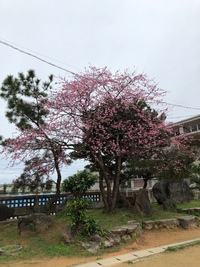 ２月１５日はクローバーでした(≧∇≦)b
