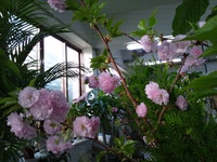 八重桜