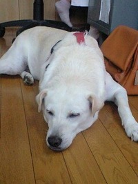 暑いね～ 2011/06/07 14:29:07