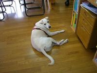 名犬紹介