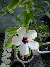 １２月は・・・ 2011/12/12 10:41:36