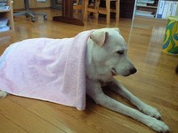 いつになったら・・・ 2011/09/21 17:01:08