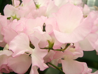 いい匂い♪ 2008/01/11 17:24:07