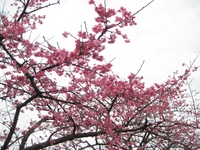 桜 2008/01/23 08:21:05