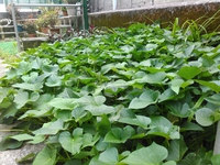 男の野菜たっぷりカンダバーカレー♪ 2018/04/26 22:09:17