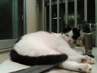 猫のサクラさん5歳♪