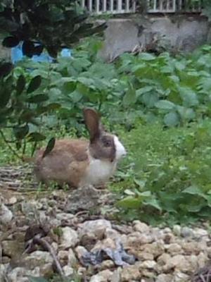 野良うさぎ Infinite Garden