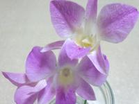 　花の生命力
