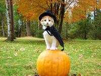 　Happy Halloween♪ 2017/10/31 14:04:47