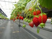 4/7(土),8(日) 2018/04/06 13:29:45