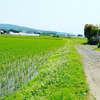 お米 2017/07/01 18:10:26