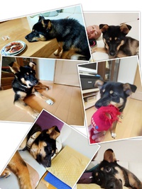 最近のくろべえ。 2020/06/18 12:32:17
