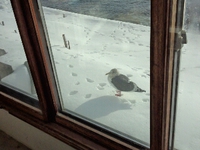 ごめのお母さん 2016/01/10 08:56:50