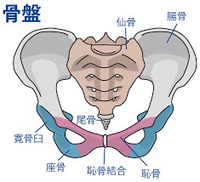 骨盤復習編 2017/12/28 15:43:51