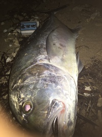カマジーを求めて〜big5編〜 2016/01/05 19:59:16