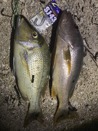 釣果 big5編〜