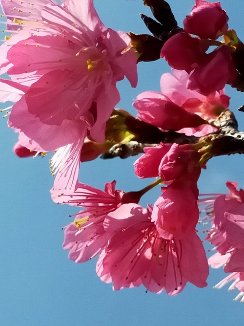 桜の季節　ピンクのビーズも満開です！