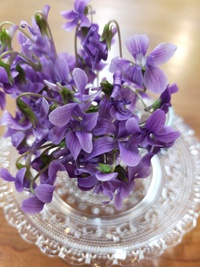 　すみれの花束 2024/01/31 14:10:25
