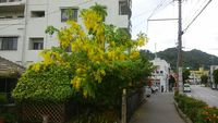 ゴールデンシャワー 2017/08/08 17:43:52