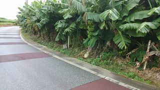 バナナの木…