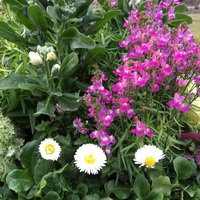 道端の花… 2017/02/20 19:33:49
