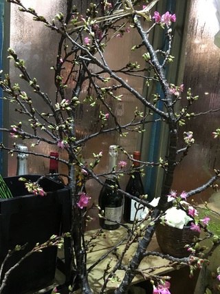 緋寒桜…