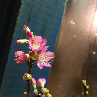 緋寒桜…