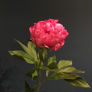 芍薬…