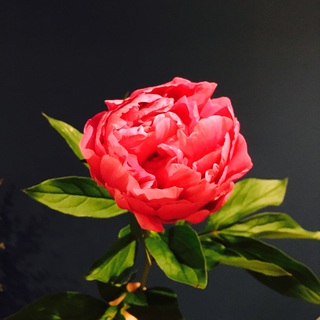 芍薬…