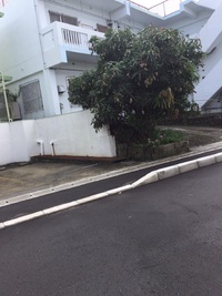 なんの実でしょうか… 2017/06/20 18:10:38