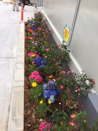 植え込み… 2017/06/26 20:13:51
