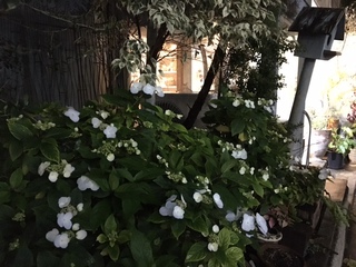 コスモスの芽…