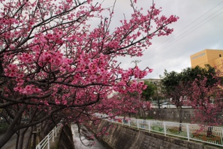 公園のお花たち…