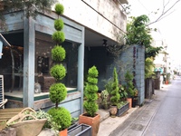 挿し木… 2017/04/20 19:38:43