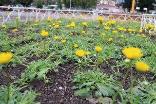 公園のお花たち…