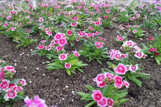 公園のお花たち…