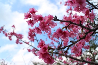 公園のお花たち…