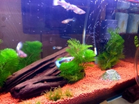 水草イキイキ(^^)v 2014/02/26 22:08:06