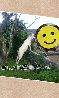 新しい家族！？ 2013/06/09 18:45:07