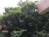 キノボリ