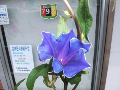 初顔だ～