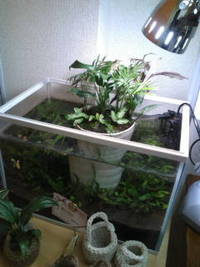 店の水槽。 2012/04/14 18:51:11