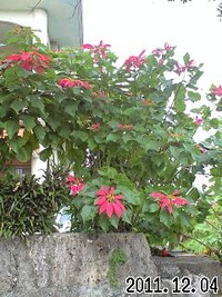 12月14日の記事 2012/12/14 06:06:43